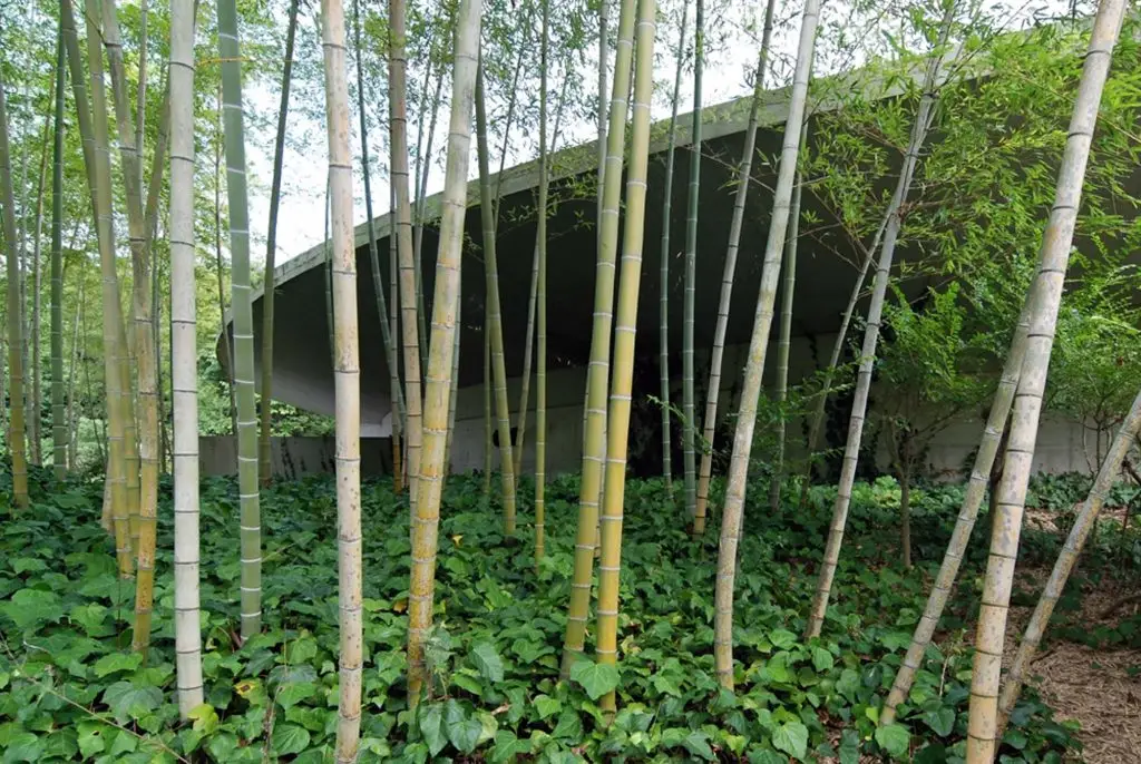 Water Temple by Tadao Ando, [lotus pond exterior / concrete wing walls / descent staircase / vermilion sanctuary interior / light court / Awaji Island hillside context], 1991 Japan
